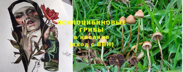 прущие грибы Алексин